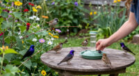 3 Beautiful Backyard Birds That Eat Wasps – And How To Attract Them To Your Yard