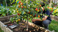5 Self-Pollinating Fruit Trees To Plant This Fall – You Only Need One Tree To Grow A Huge Crop Of Delicious Fruit