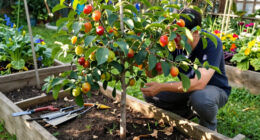 5 Self-Pollinating Fruit Trees To Plant This Fall – You Only Need One Tree To Grow A Huge Crop Of Delicious Fruit