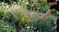 6 Pretty Perennials That Look Better When I Stop Tidying Them And Let Them Go A Little Wild