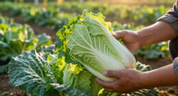 Growing Napa Cabbage (Aka Chinese Cabbage)