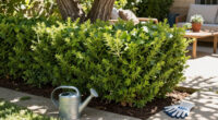 Move Over Boxwood! Kevin Bacon's Drought-Tolerant Privacy Scheme Is A Smarter Way To Screen Your Yard