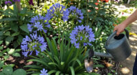 What To Do With Agapanthus In August – 3 Easy Care Tips For Longer-Lasting Blooms This Year And Healthier Plants Next Year
