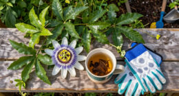 Why I Let My Passionflower Take Over My Fence (And It's Not Just Because It Looks So Good)