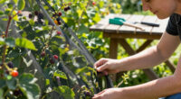 4 Foolproof Ways Protect Your Berries From Animals So You Can Actually Enjoy Your Harvest