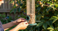 Birds Ignoring Your New Feeder? Try These 7 Simple Fixes To Tempt Them In