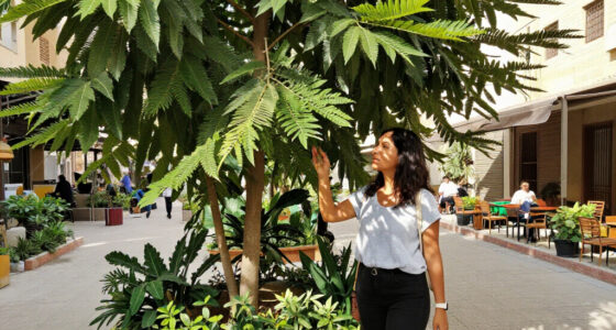 Cairo Denies Cutting Ancient Caper Tree In Maadi District