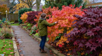 3 Best Shrubs for Fall Color in 2027