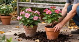 4 Autumn-flowering Shrubs To Plant In Pots Now For Abundant Blooms And Fragrance