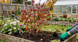 5 Plants To Plant In October To Help Robins, Finches, Redwings And Blackbirds Survive Winter, According To Wildlife Experts