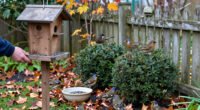 5 Ways To Support Birds In October To Help Robins, Finches And Songbirds Thrive, According To Experts
