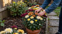 7 Best Garden Mums for Colorful Fall Displays in 2027