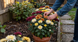 7 Best Garden Mums for Colorful Fall Displays in 2027