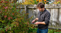 7 Shrubs And Trees You Should Never Prune In October – Or You Could Sacrifice Next Spring’s Blooms