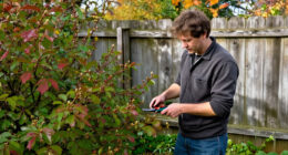 7 Shrubs And Trees You Should Never Prune In October – Or You Could Sacrifice Next Spring’s Blooms