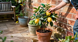 9 Best Fruit Trees for Small Spaces in 2027