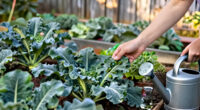 Aphids On Fall Kale And Broccoli? Start With The Least Disruptive Fix