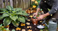 Hostas Need These 3 Things In October To Stop Destructive Slug Damage