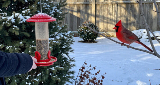 How To Help Cardinals Through Winter – 7 Ways To Support These Beautiful Birds In October