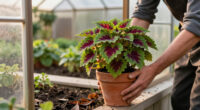 How To Save Your Coleus Before The First Frost