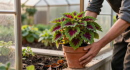 How To Save Your Coleus Before The First Frost