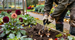 If You Grow Dahlias, Don’t Wait Too Long To Do These 5 October Jobs – It’s Time To Get Them Ready For Winter