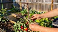 Save Money In The Garden: 6 Ingenious Plant Supports You Can Make Without Buying Anything New