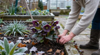 The One Flower To Grow If You Want Your Garden To Look Better After The First Frost