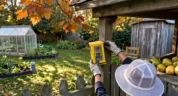 Why Yellowjackets Are More Aggressive In Fall—and How To Avoid Them