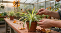 Why You Should Never Ignore A Spider Plant With Brown Leaf Tips In Fall